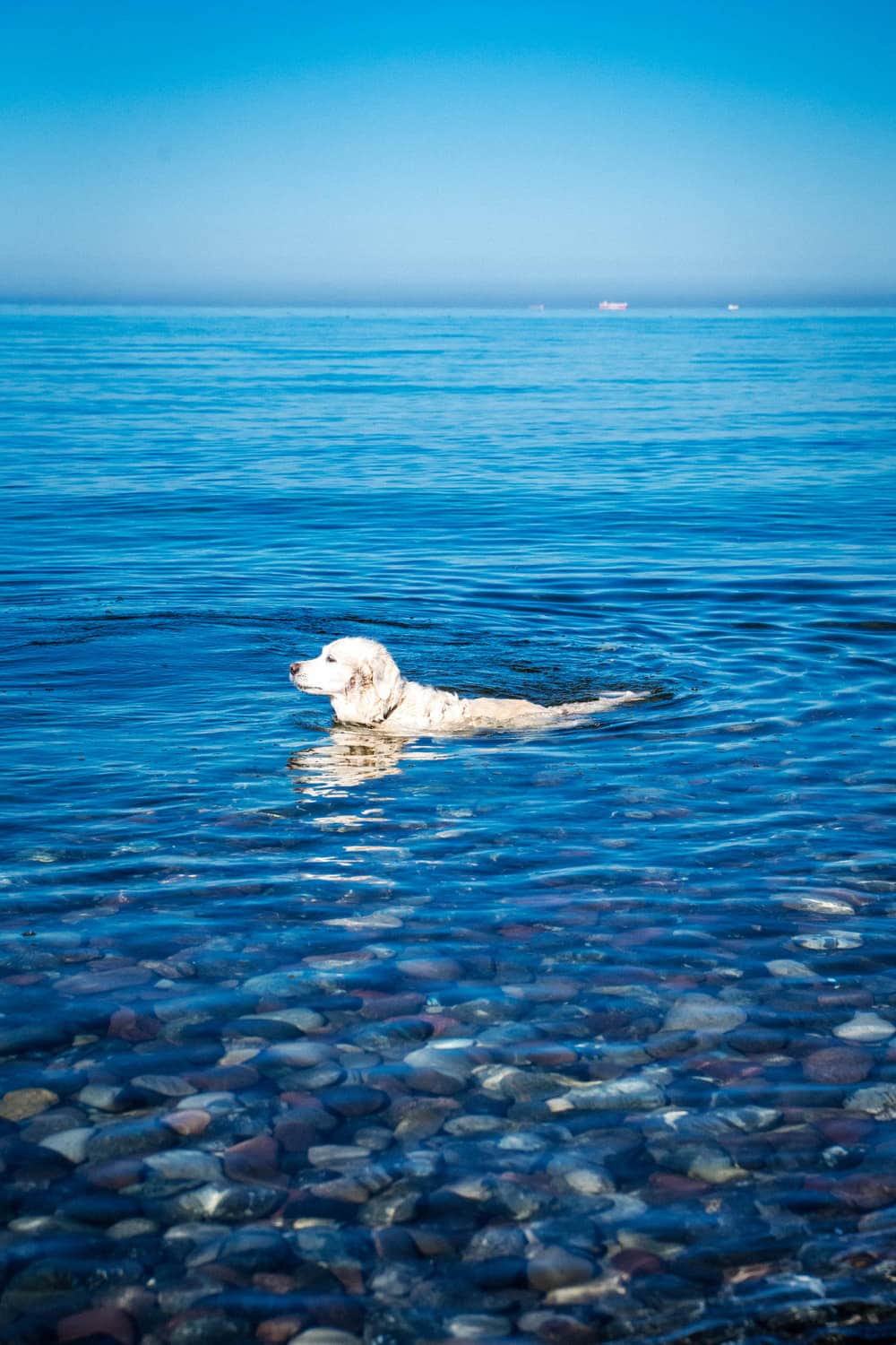 Hund schwimmt in der Ostsee