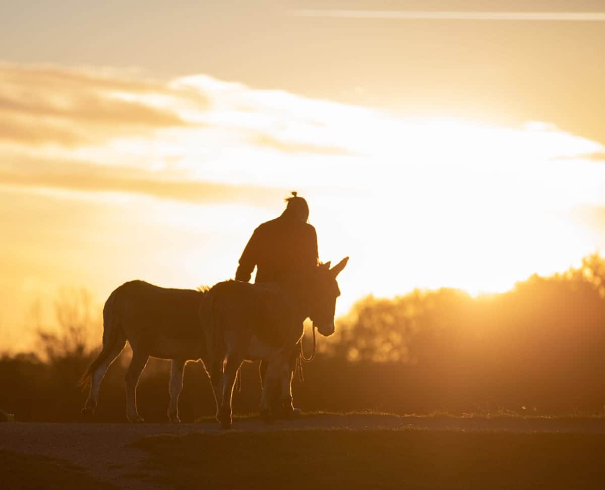 Twee ezels van de Sunset Farm op weg naar de wei in het avondlicht