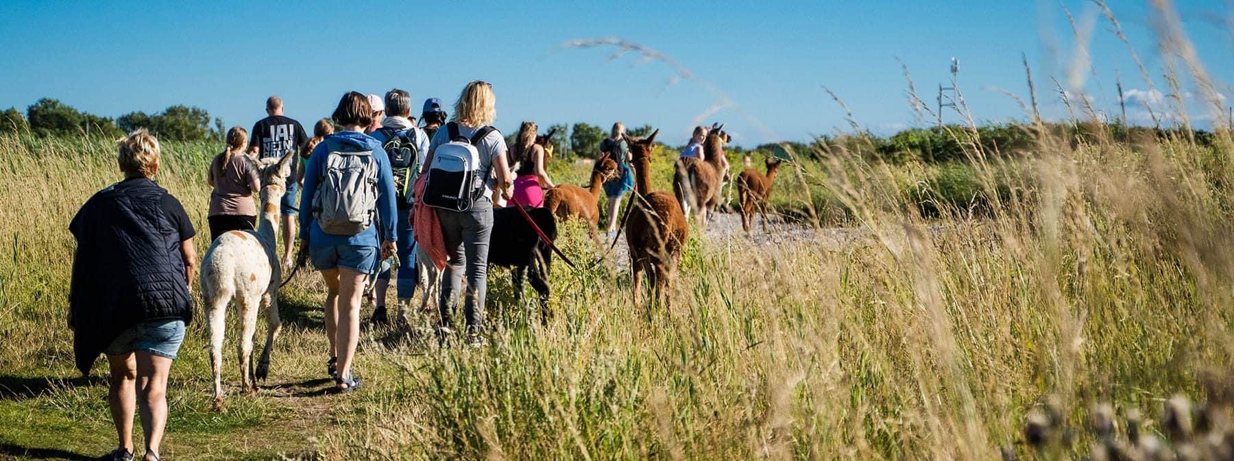 Groep onderweg met alpaca's en lama's over de kwelders